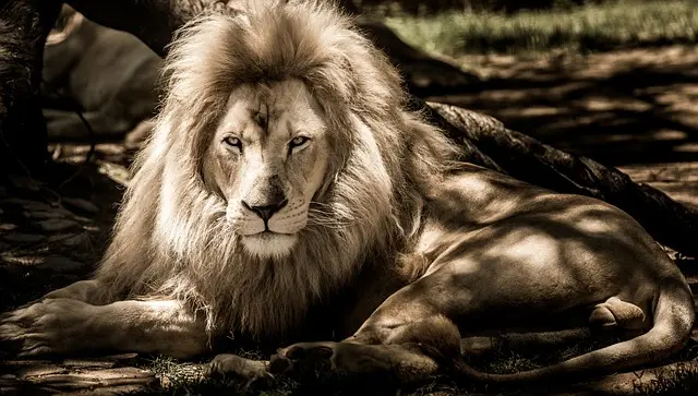 lion laying in the shade