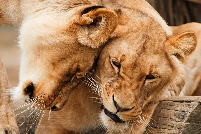 female lions