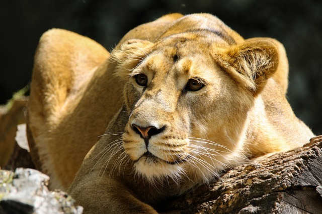 Female Lion