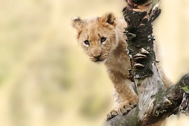 cub lion in a tree