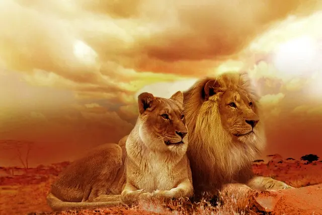 lion couple